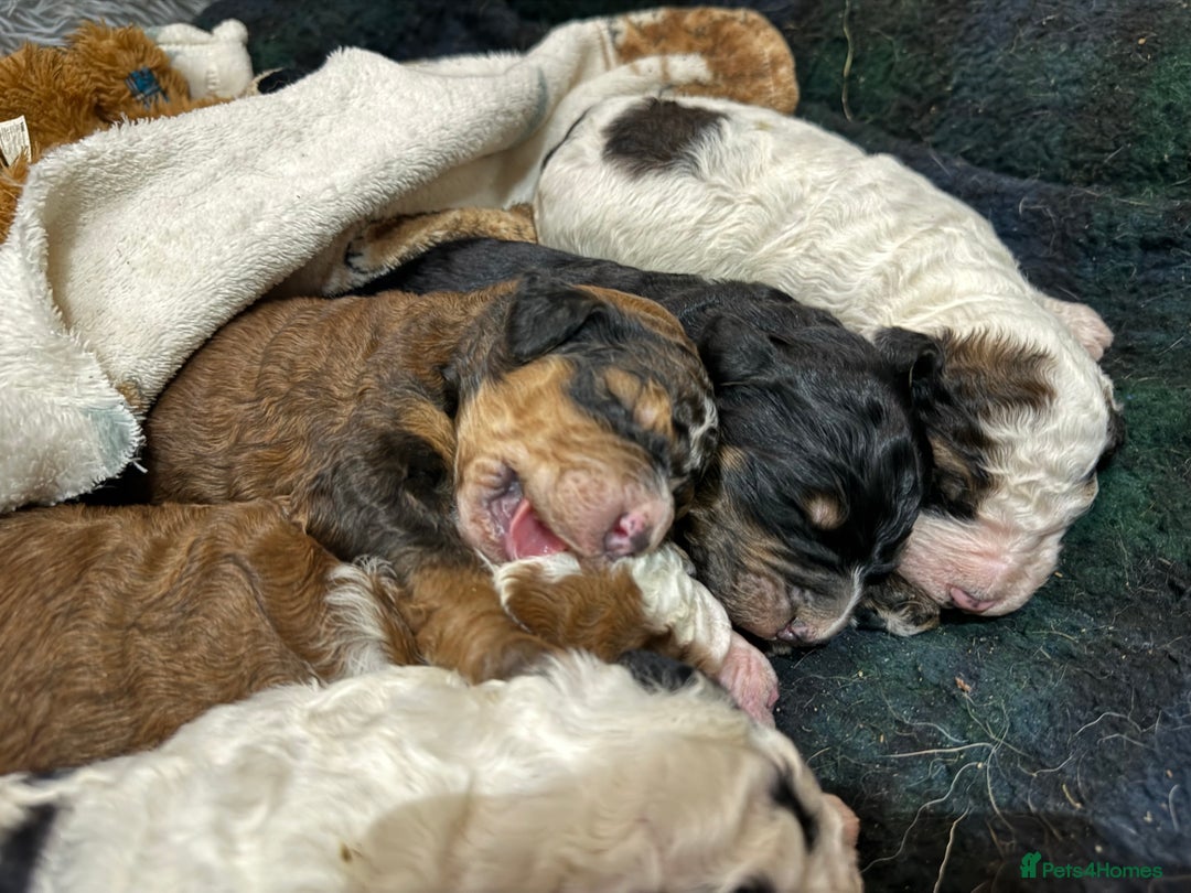 Bernedoodle dogs for sale: Bernedoodle F1B puppies - Image 9