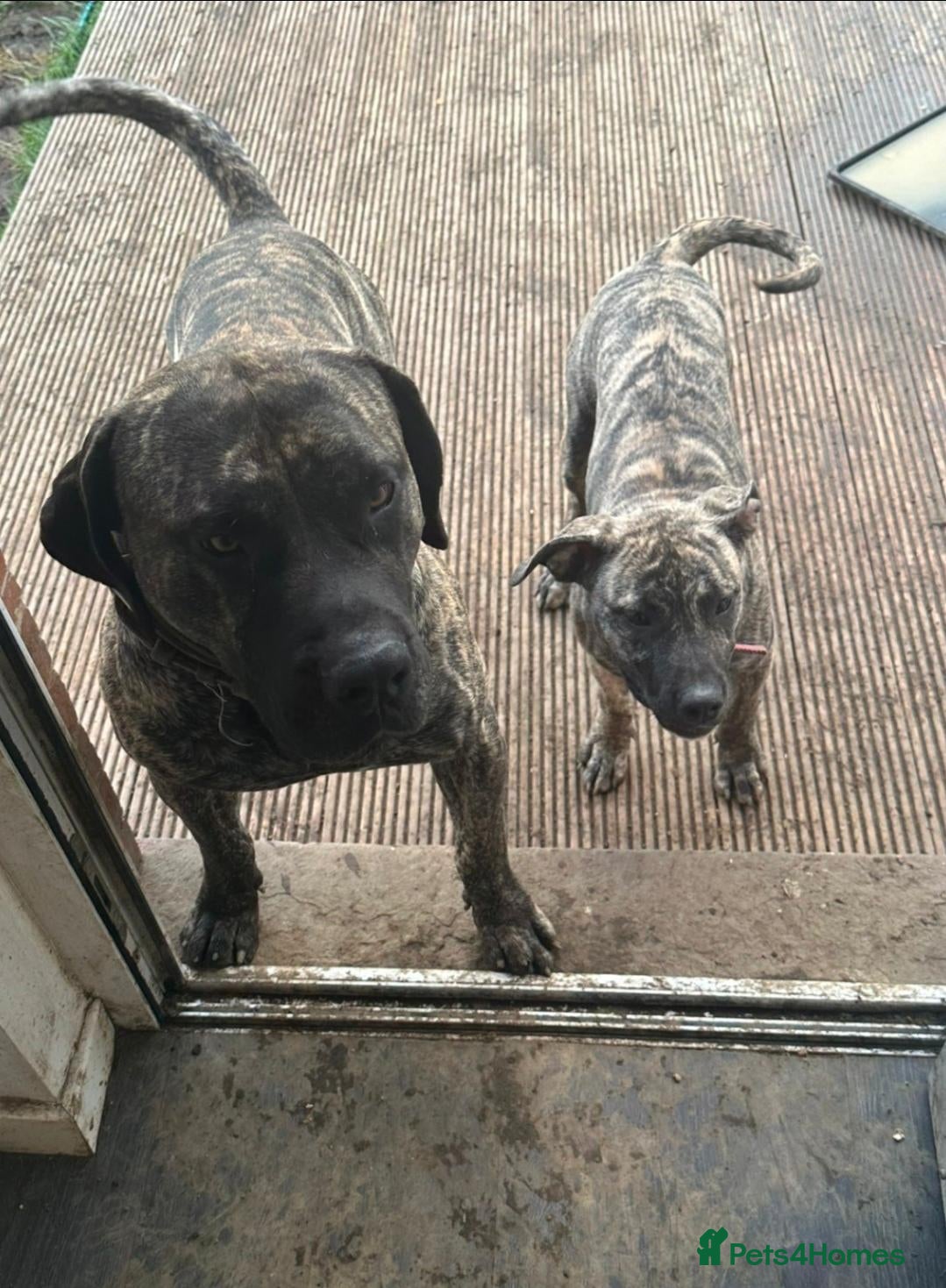 Mixed Breed dogs Pressa canario/American bulldog pups, - Advert 1