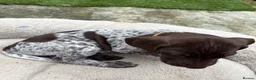 German Shorthaired Pointer dogs for sale: German shorthaired pointer ready to go  - Advert 19