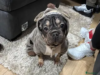 Mixed Breed dogs 2 year old Vinny - Advert 1