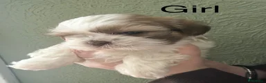 Shih Tzu Puppy 3