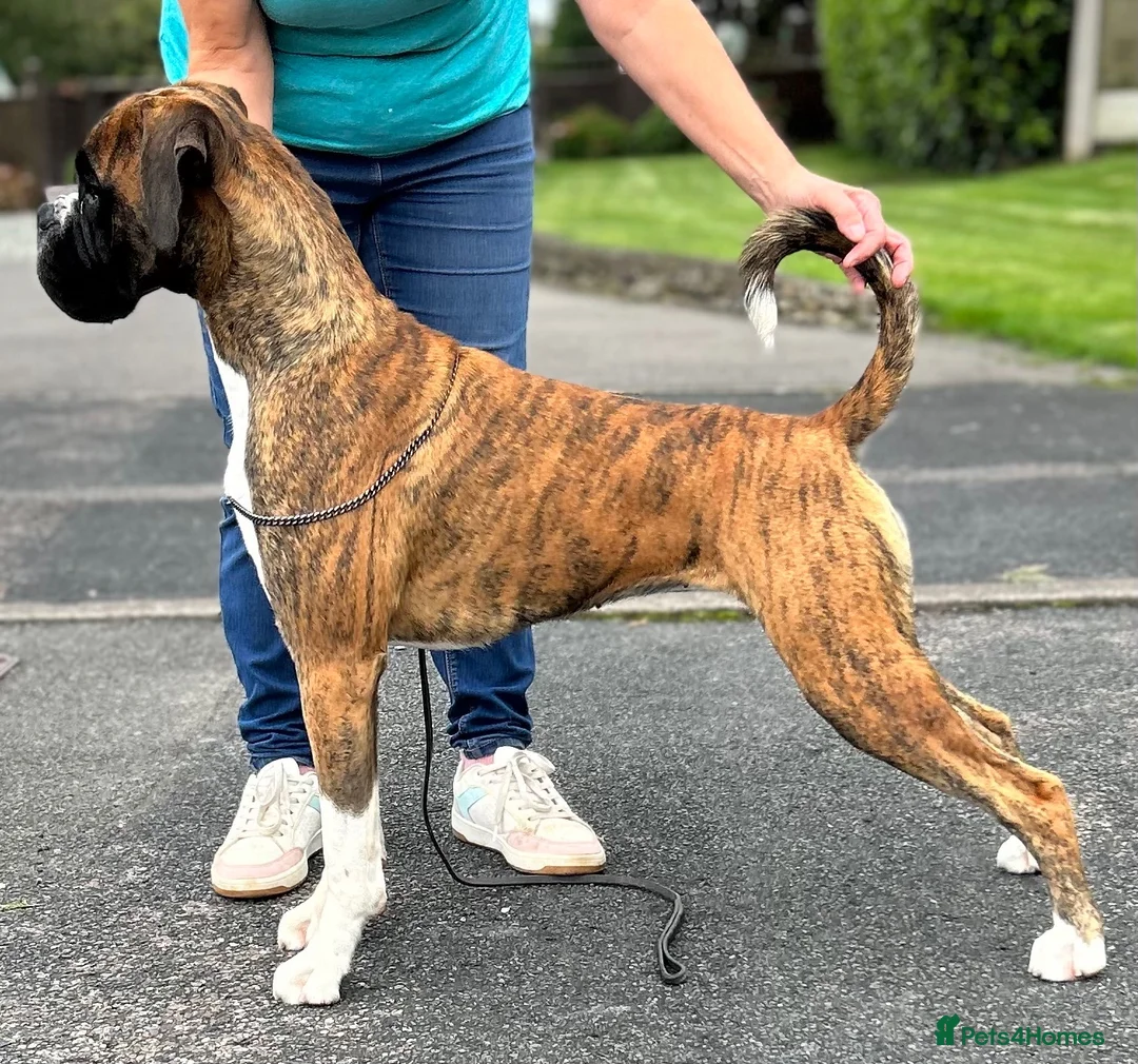 Boxer dogs for sale: Beautiful girls - Advert 4