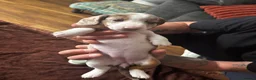 Miniature Dachshund dogs for sale: Tiny Miniature Dachshunds for sale!!!  - Advert 28
