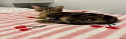 Mixed Breed cats for sale: Kittens for sale  in Ilkeston - Advert 4