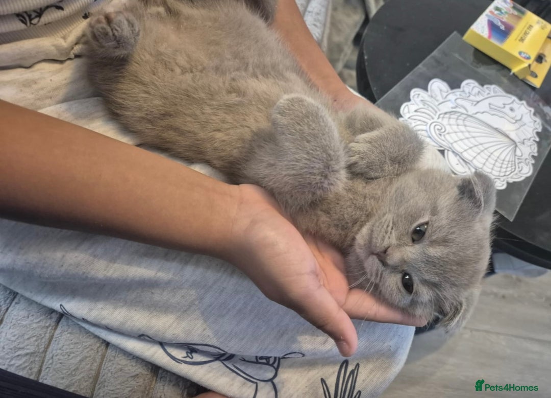 Scottish Fold cats for sale: Scottish Fold Kittens🩵 - Image 3