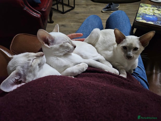 Siamese cats - Advert 1