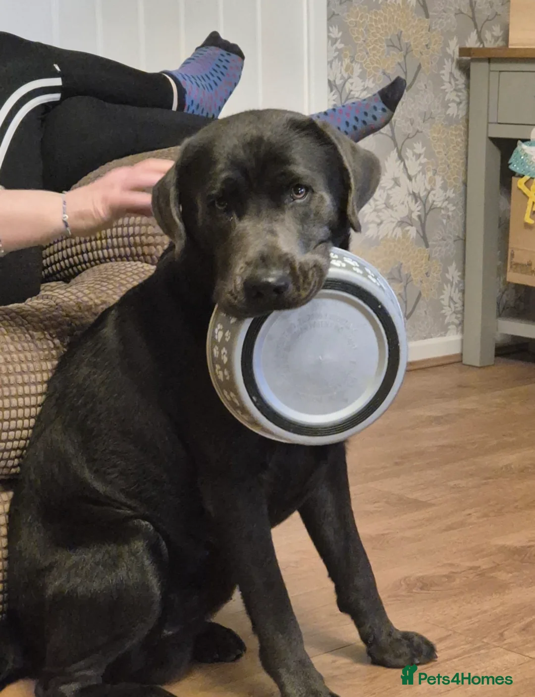 Labrador Retriever dogs for sale: Sully the chocolate lab - 18 months old  - Advert 4