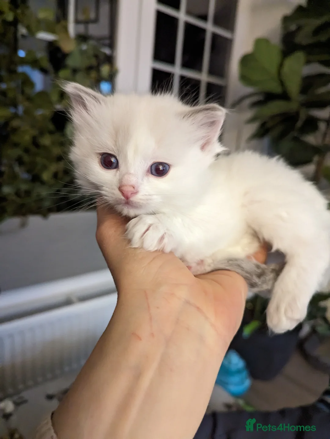 Ragdoll cats for sale: Gorgeous ragdoll kittens - Advert 8