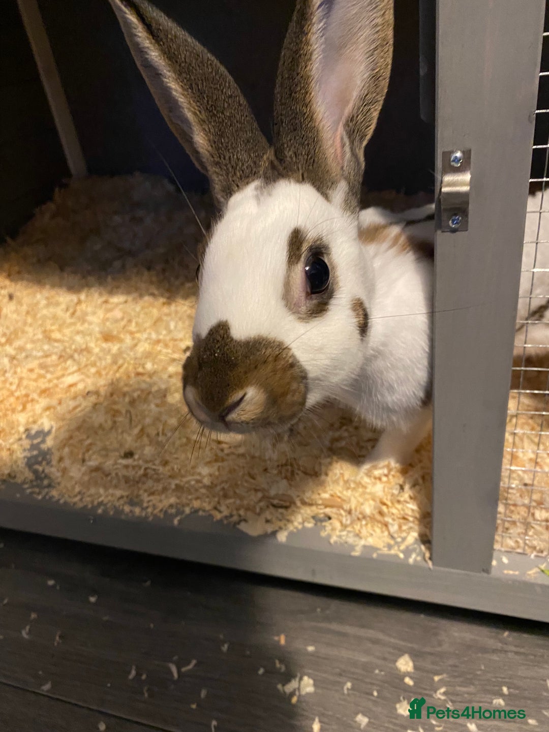 English rabbits for sale: Male  - Advert 1