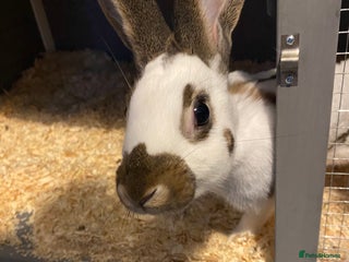 English rabbits Male - Advert 1