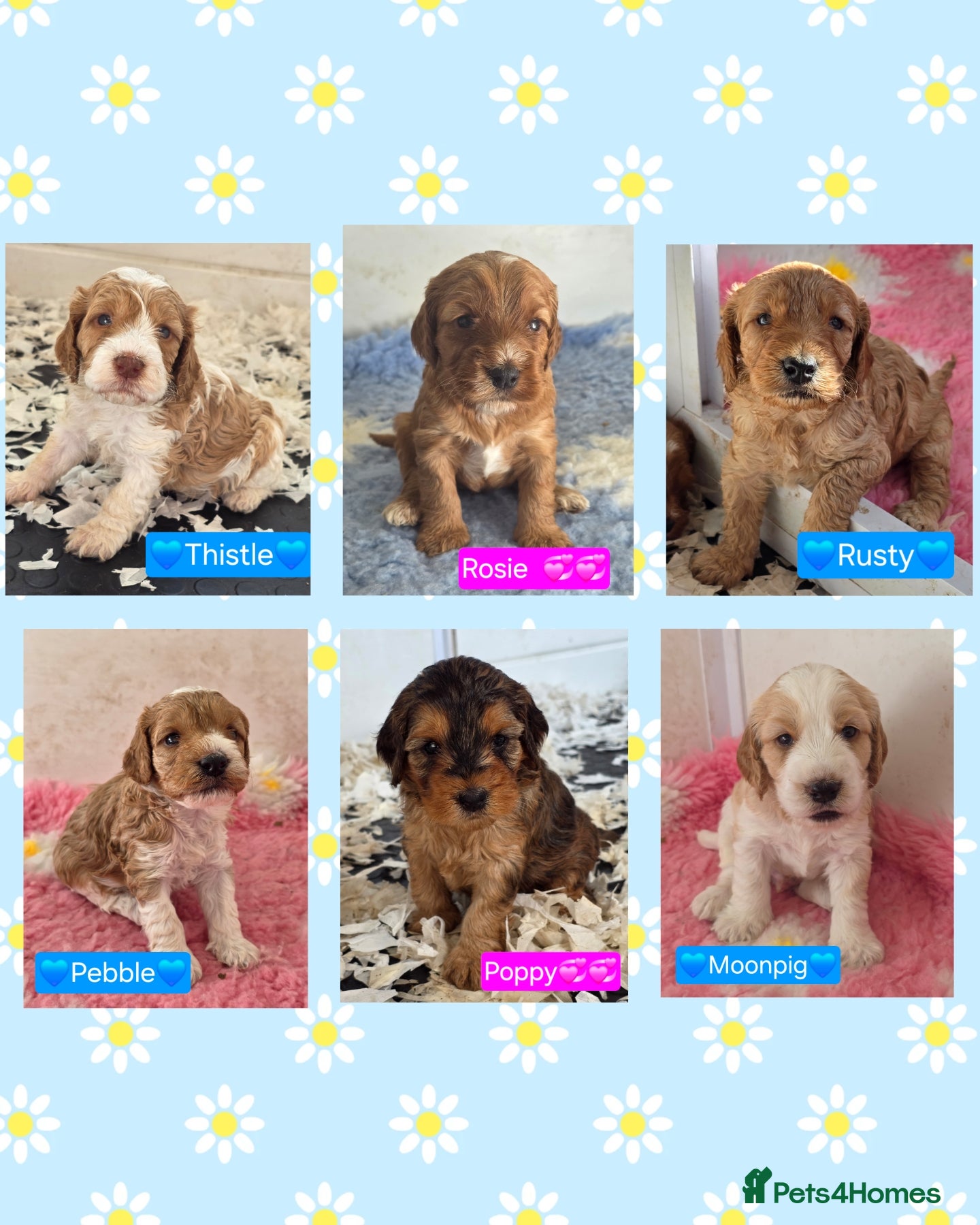 Cockapoo dogs Health Tested F2 Cockapoo Puppies  - Advert 1