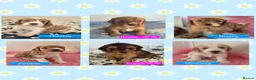 Cockapoo dogs for sale: Health Tested F2 Cockapoo Puppies  - Advert 1