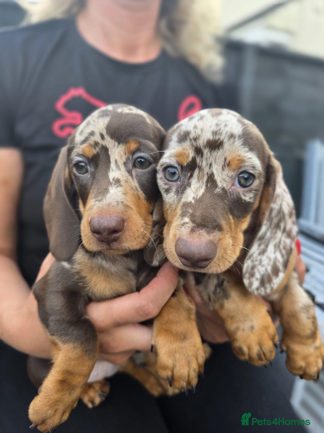 Dachshund dogs for sale: Beautiful piebald and dapple dachshund puppies  - Image 17