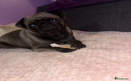 Pug dogs for sale: Thunder  in Bridgwater - Image 3