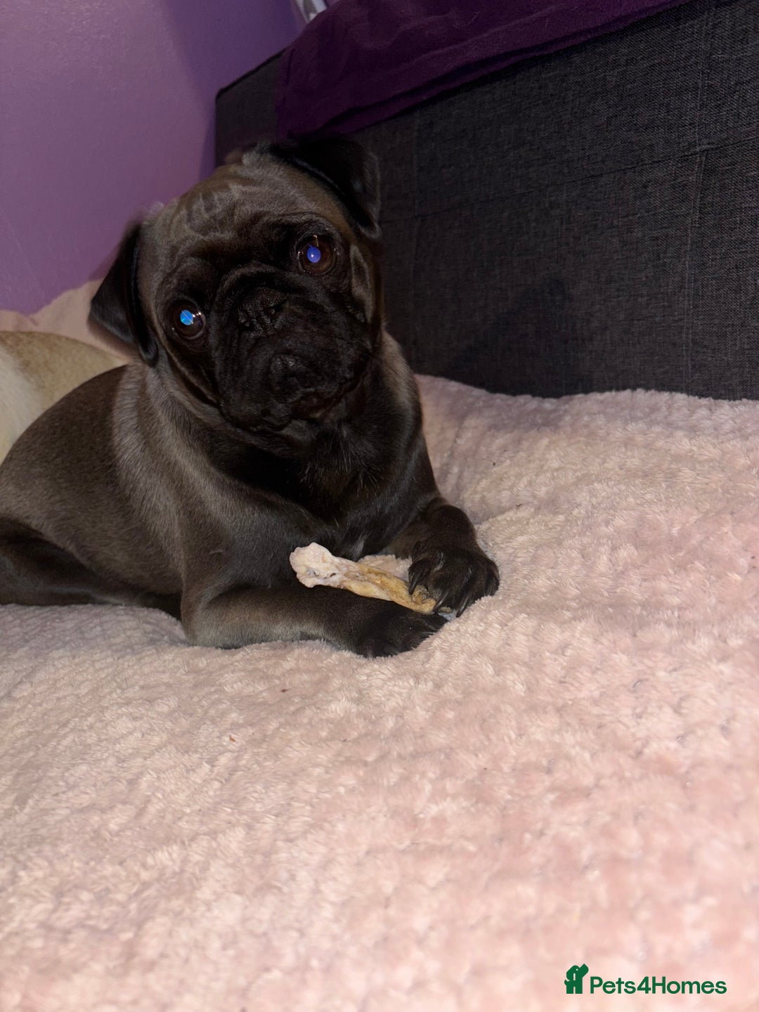 Pug dogs for sale: Thunder  in Bridgwater - Image 3