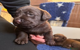 Labrador Retriever dogs for sale: Outstanding Quality Chocolate Labrador Puppies - Image 18