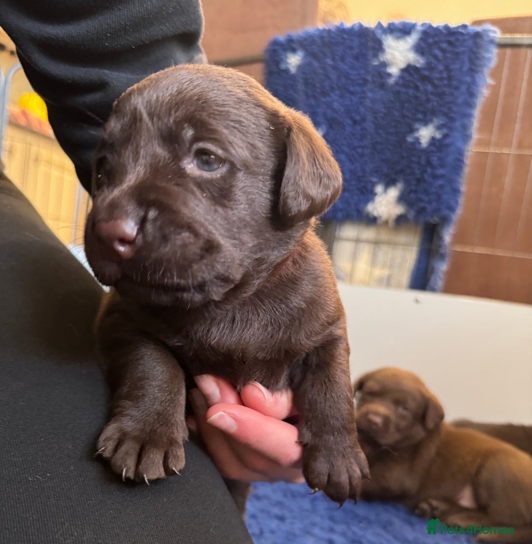 Labrador Retriever dogs for sale: Outstanding Quality Chocolate Labrador Puppies - Image 18