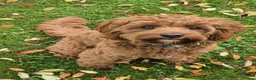 Cavapoo dogs for sale: Extensively Health Tested Thearpy Cavapoos in Portsmouth - Advert 10