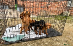 Cocker Spaniel dogs for sale: Working cocker spaniel - champion bloodlines  - Image 38