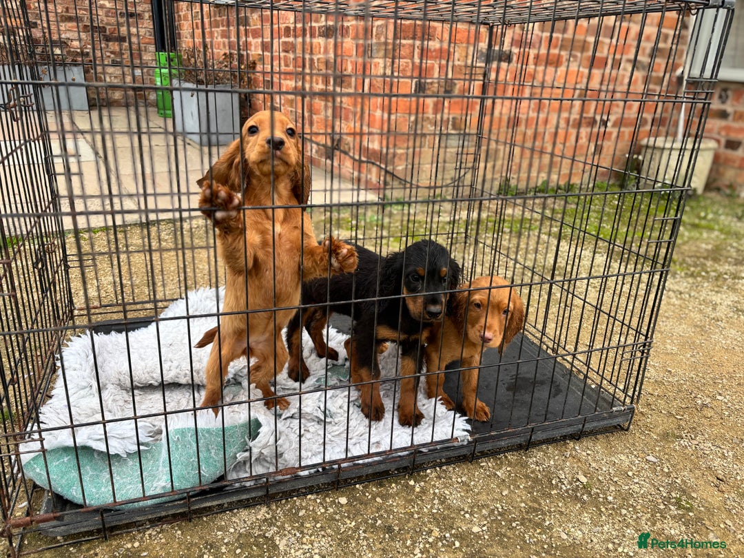 Cocker Spaniel dogs for sale: Working cocker spaniel - champion bloodlines  - Image 38