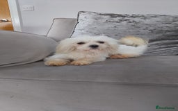 Maltipoo dogs for sale: F1 health tested toy (Asian) maltipoos🩷🩷 - Image 19