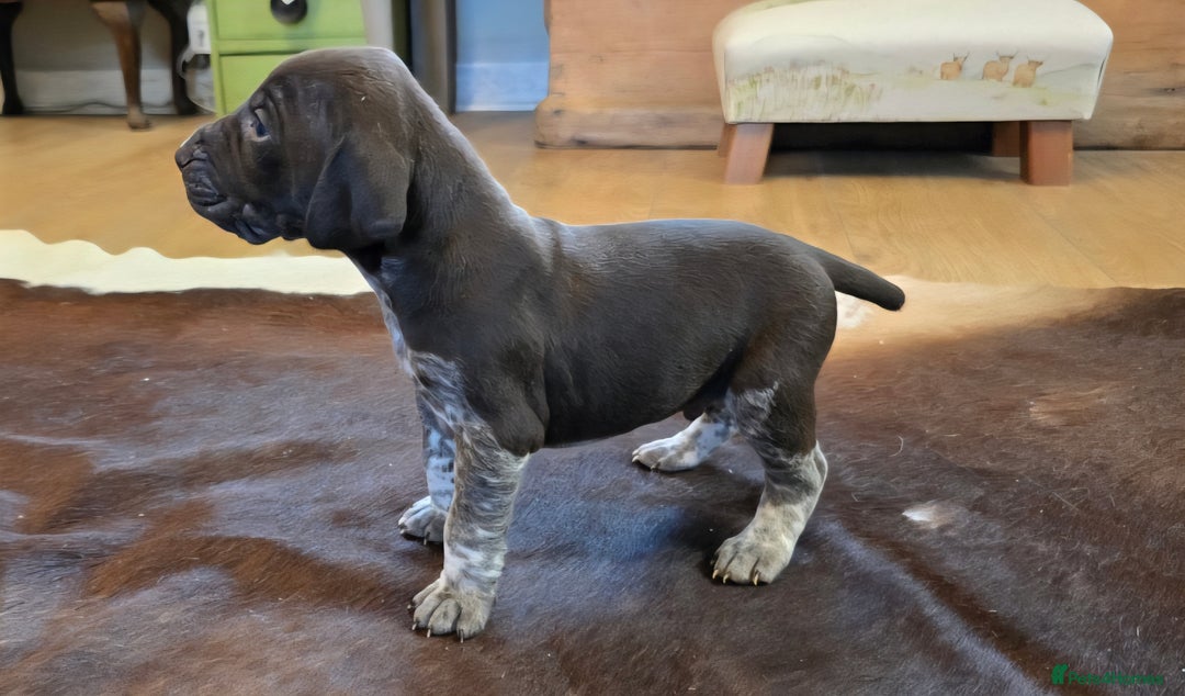 German Shorthaired Pointer dogs for sale: German shorthaired pointer Puppies  - Image 11