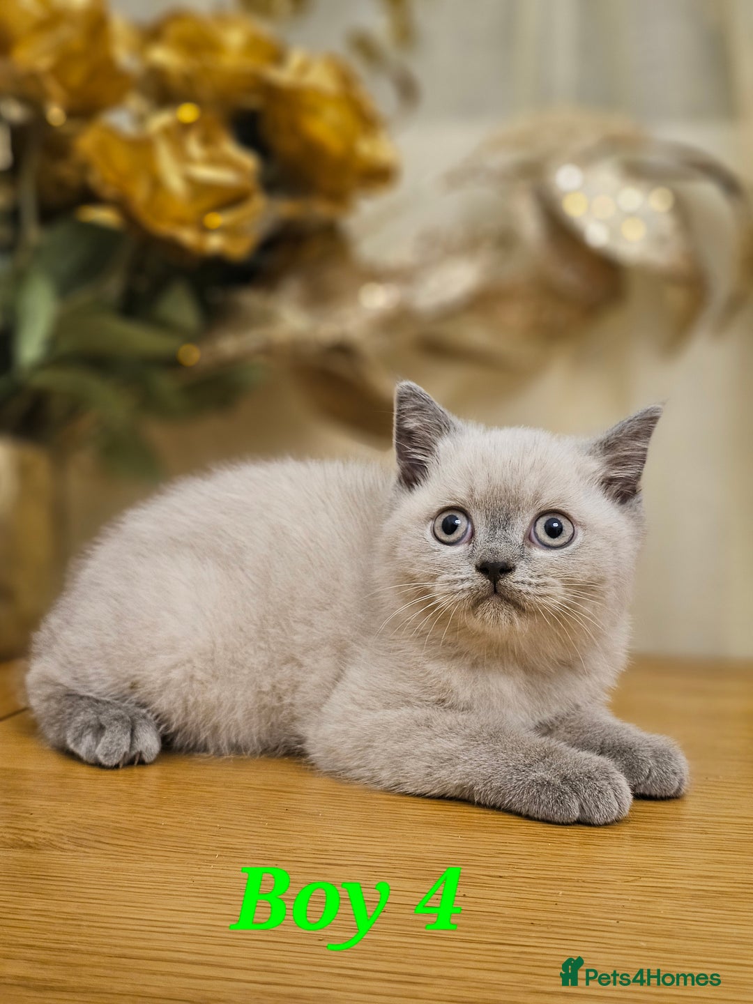 British Shorthair cats for sale: Last 4 male British Short-hair/long hair kittens  - Image 4