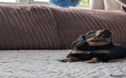 Miniature Dachshund dogs for sale: Male Miniature Dachshund Puppy  - Image 8