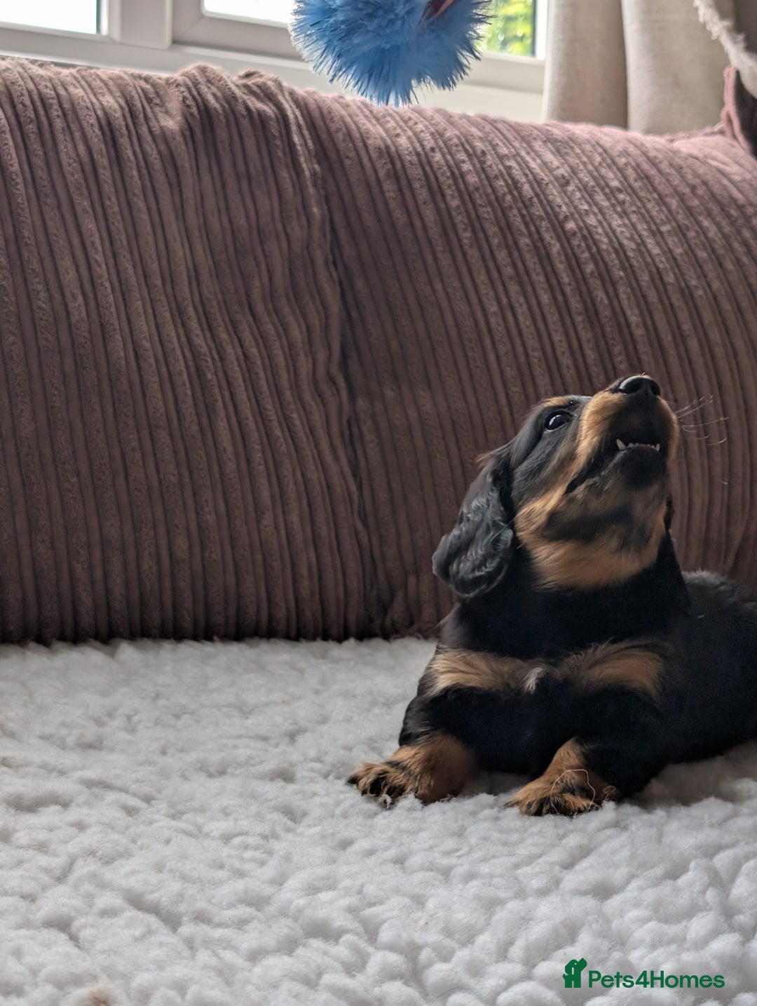 Miniature Dachshund dogs for sale: Male Miniature Dachshund Puppy  - Image 8
