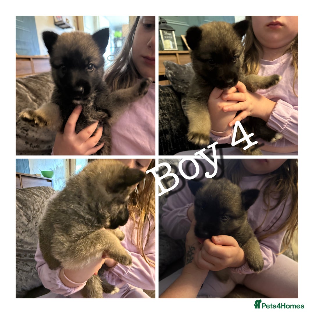 Mixed Breed dogs for sale: (REDUCED 2 LEFT) Stunning Shepkita puppies  - Image 1