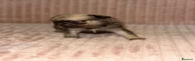 Pug 6