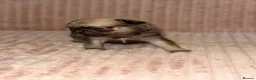 Pug dogs for sale: Gorgeous Pug Puppies - Advert 10
