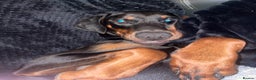 Dobermann dogs for stud: Male KC Registered Doberman For Stud - Advert 3