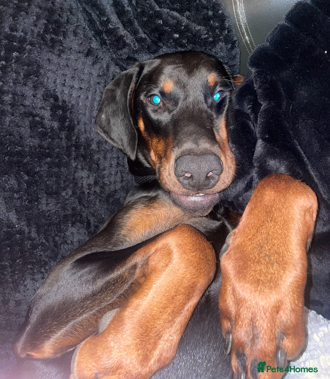 Dobermann dogs for stud: Male KC Registered Doberman For Stud - Advert 3