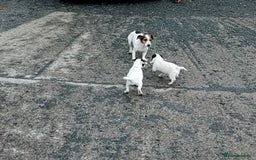 Jack Russell dogs for sale: Jack Russell Puppies  - Image 8