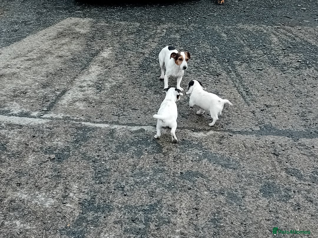 Jack Russell dogs for sale: Jack Russell Puppies  - Image 8