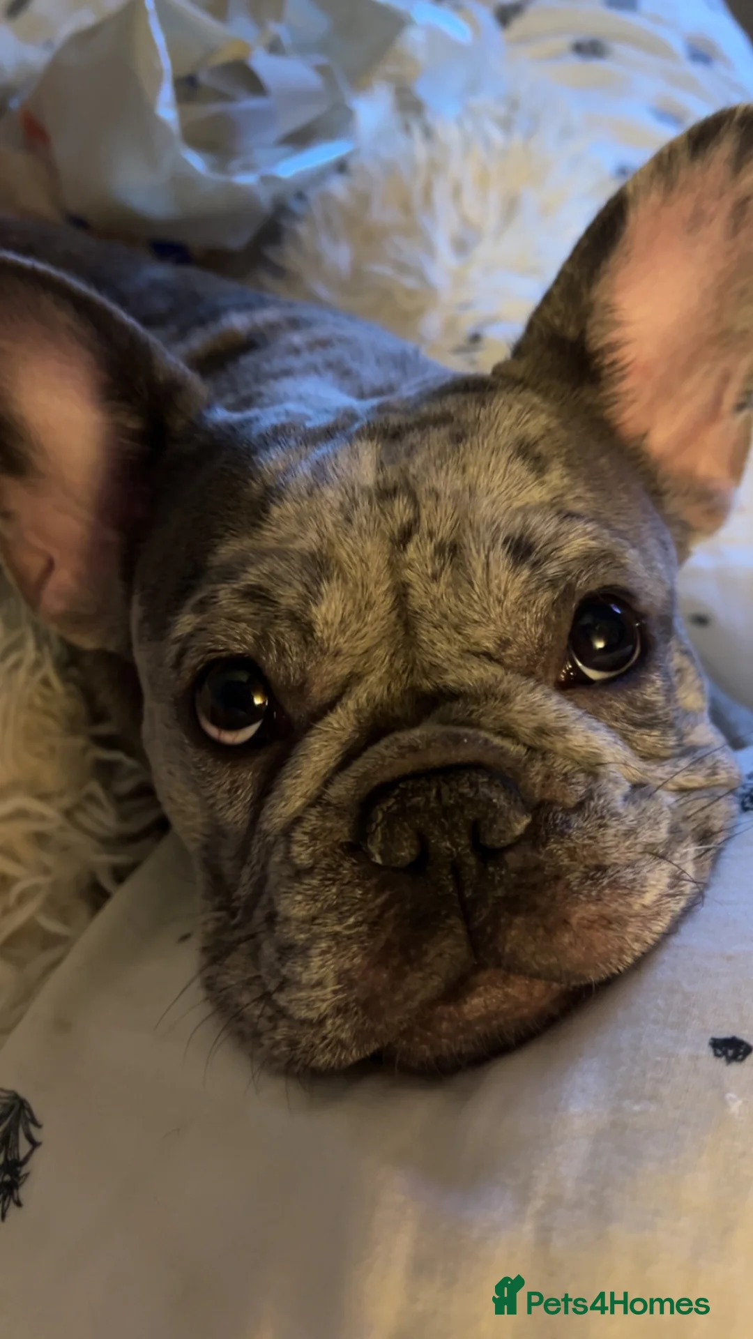 French Bulldog dogs for sale: Female French Bulldog 1 year - Advert 2