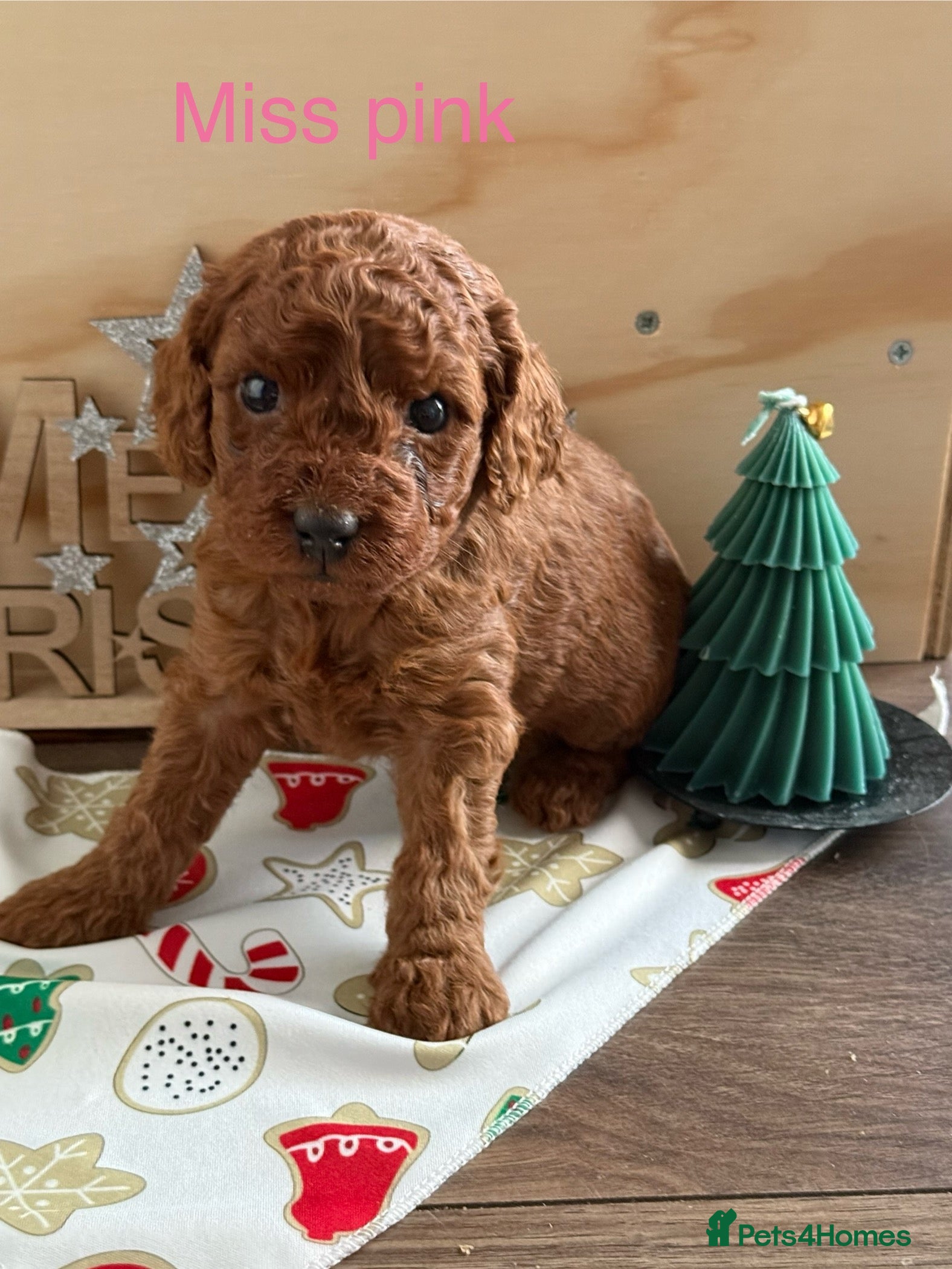 Cavapoo dogs 6 Cute Cavapoo puppies 6 - ready for homes in feb  - Advert 18