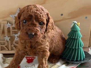Cavapoo dogs 6 Cute Cavapoo puppies 6 - ready for homes in feb - Advert 18