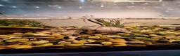 Terrapin reptiles for sale: 2 terrapins for sale along with tank  in Wolverhampton - Advert 2