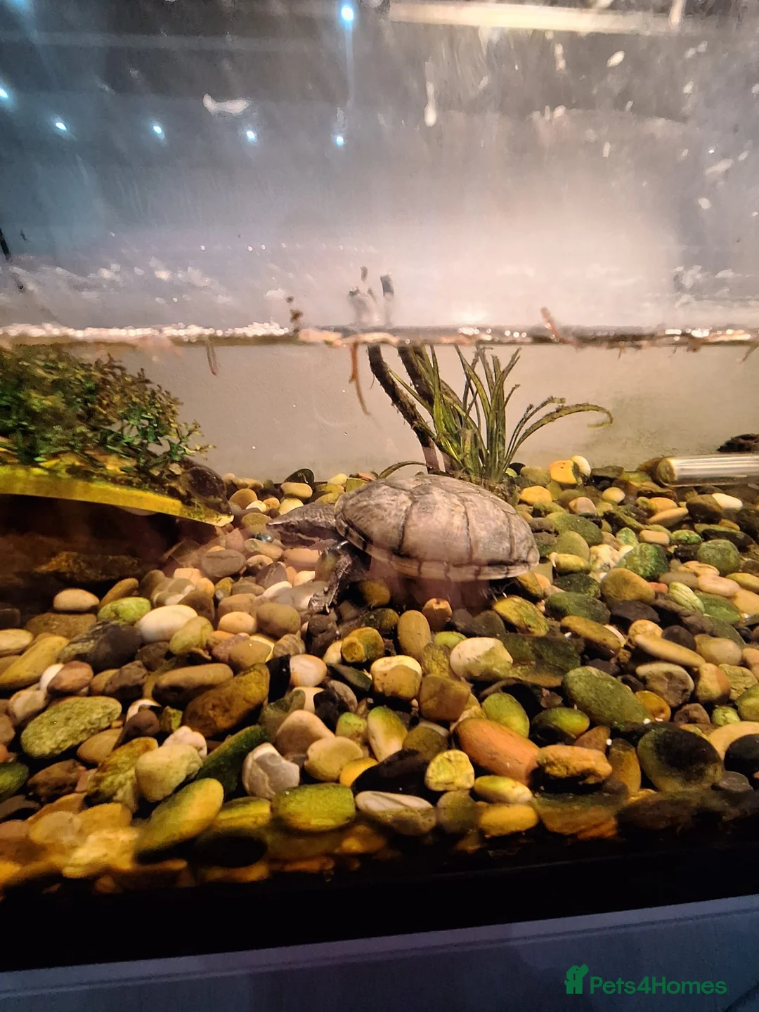 Terrapin reptiles for sale: 2 terrapins for sale along with tank  in Wolverhampton - Advert 2