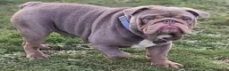 English Bulldog dogs for sale: Old English Bulldog Puppies  - Advert 14