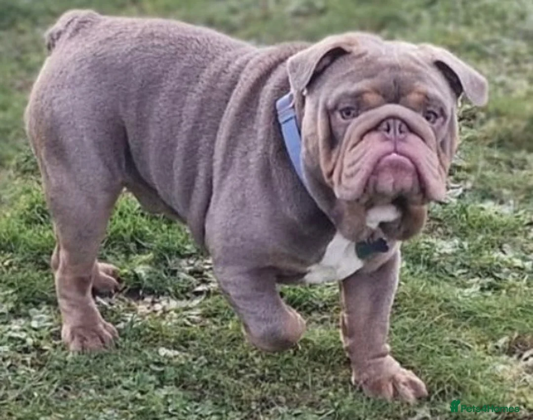 English Bulldog dogs for sale: Old English Bulldog Puppies  - Advert 14