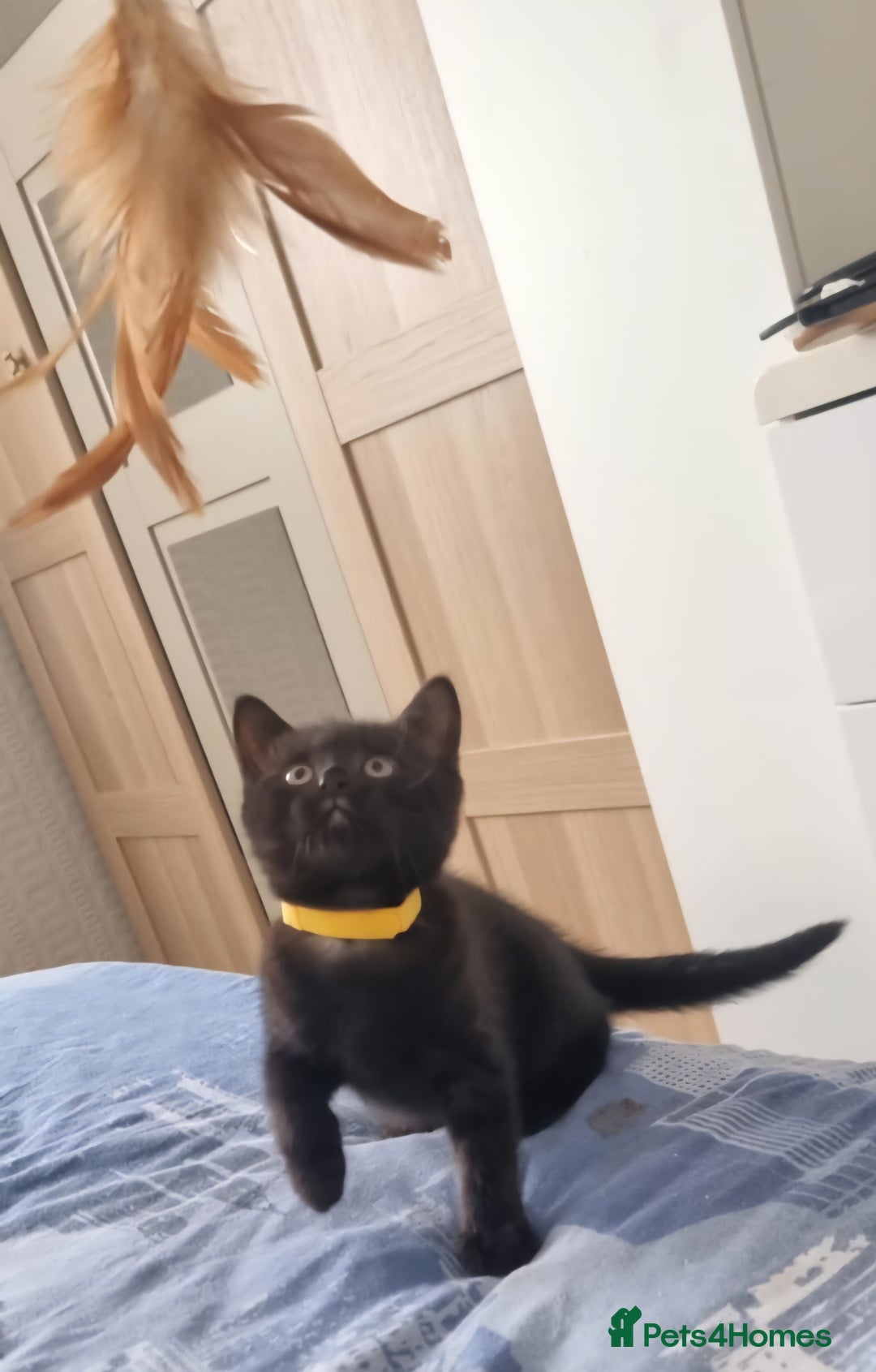 Mixed Breed cats for sale: Beautiful Mixed British Shorthair Kittens - Image 4