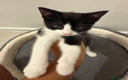 Maine Coon cats for sale: Black and white kitten  - Image 2