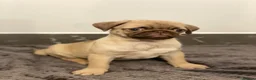 Pug dogs for sale: Gorgeous Pug Puppies - Advert 6