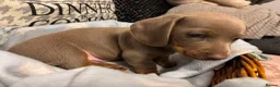 Dachshund dogs for sale: Isabella & Tan and chocolate Miniture Dachshund  in Dorchester - Advert 2
