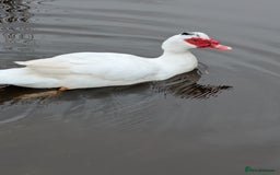 Ducks poultry for sale: Muscovy ducks three boys and three girls  - Image 2