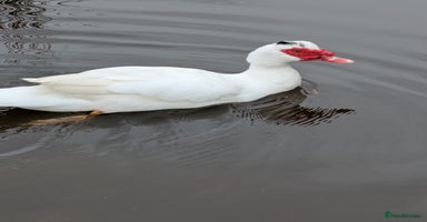 Ducks poultry - Advert 8