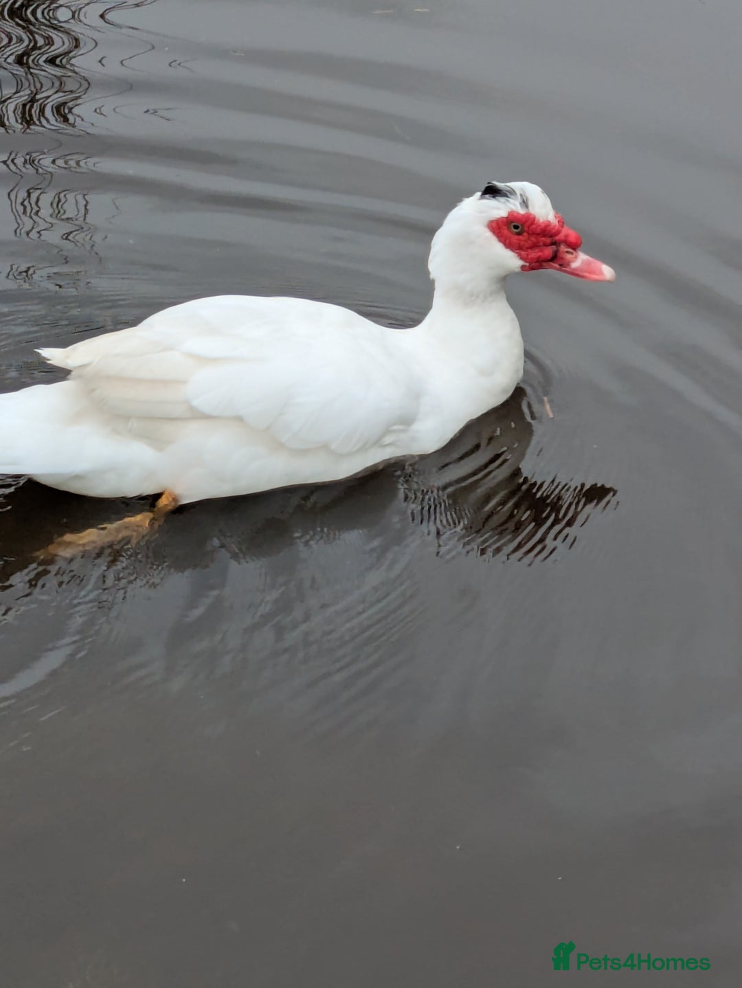 Ducks poultry for sale: Muscovy ducks three boys and three girls  - Image 2